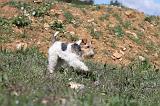 FOX TERRIER 136